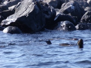 Sea-lion awaiting our arrival