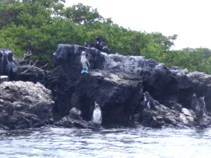 Penguins with blue footed booby