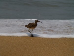 Less likely to tear out my spleen, although the beak was still a cause for concern