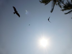 Typical beach view - birds of prey biding their time